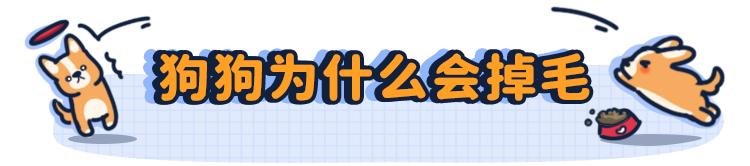 狗本来不掉毛却突然开始掉毛,狗狗身上毛秃了一块