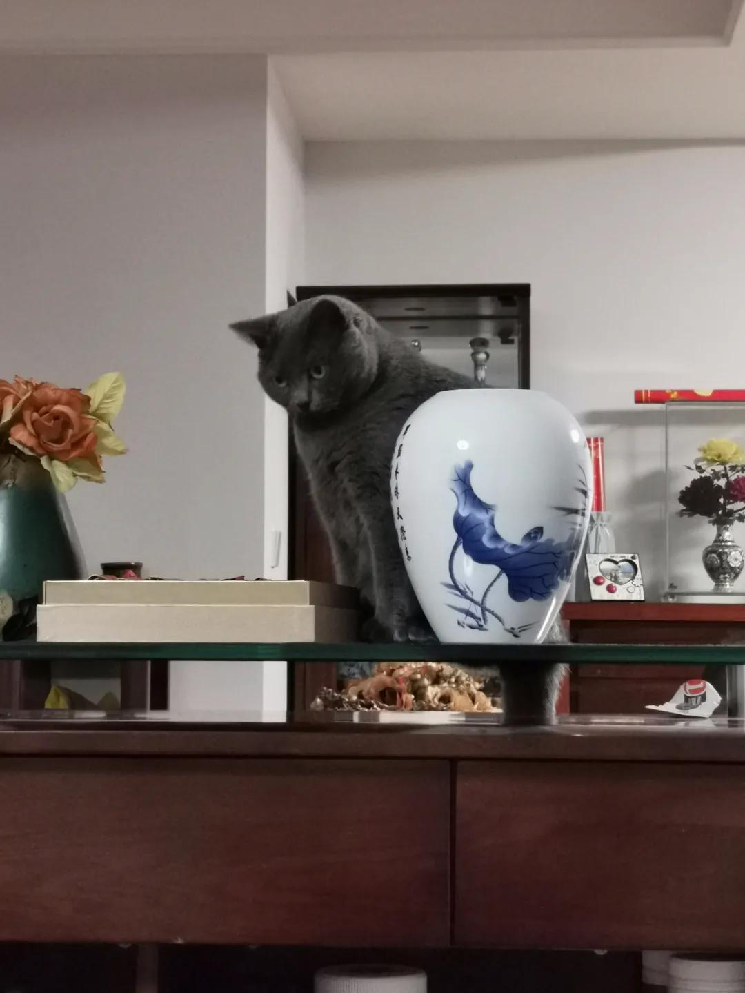 两只从来都不打架的猫咪突然打架,两只猫咪几个月还在打架