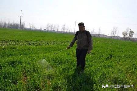 小麦田黑麦草用什么除草剂,小麦田禾本科杂草多花黑麦草