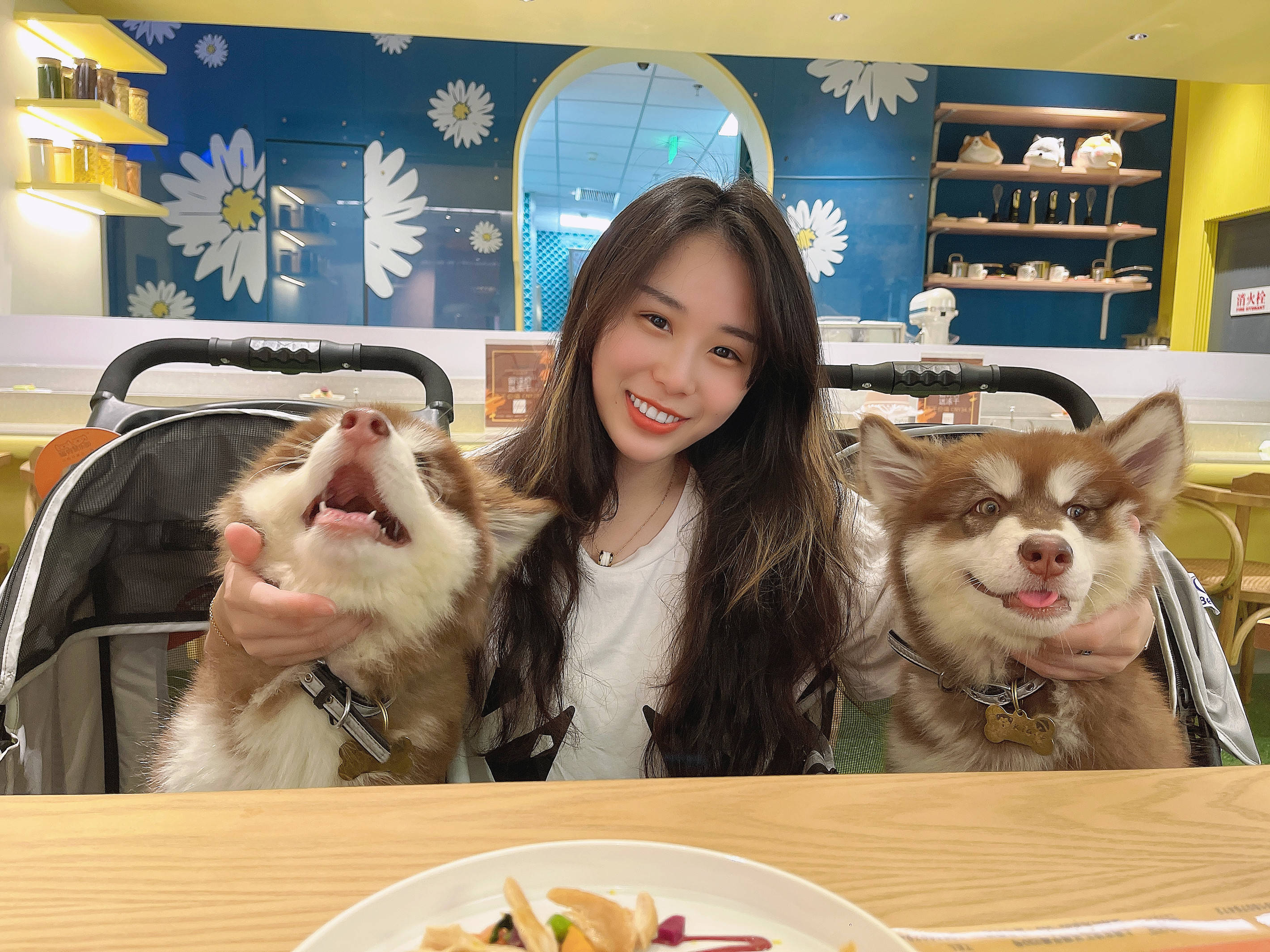 第一次养阿拉斯加犬需要注意什么,阿拉斯加犬怎么养新手必看