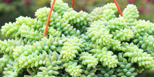 玉缀开花了怎么处理,玉缀叶子变黄掉光怎么办