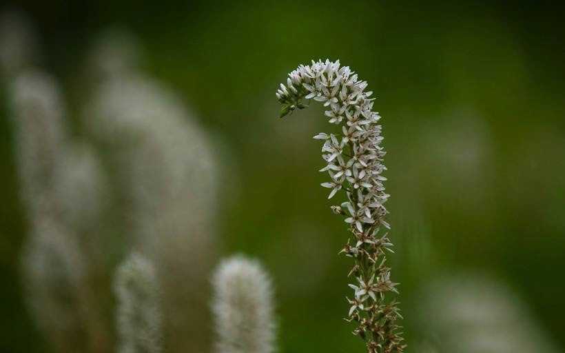 智计无双，无法驾驭，只能俯首称臣的星座：一呼百应，真正的大佬