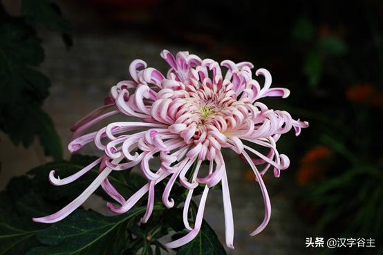 读“菊”，读出其自然本性与人文意象