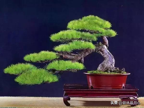 文人骚客喜欢用植物中的什么,古代文人志士喜爱哪些植物