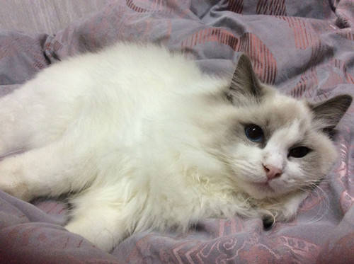 猫咪导尿之后尿频怎么办,养宠经验猫咪尿频怎么办