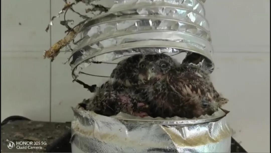 汉中洋县一农户突现四只小鸺鹠，奶爸奶妈上线饲养