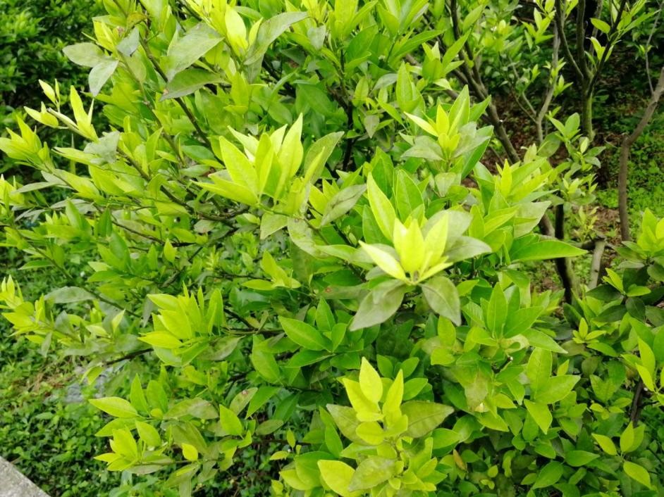 柑橘快收获还落果啥原因,柑橘黄化树恢复方法