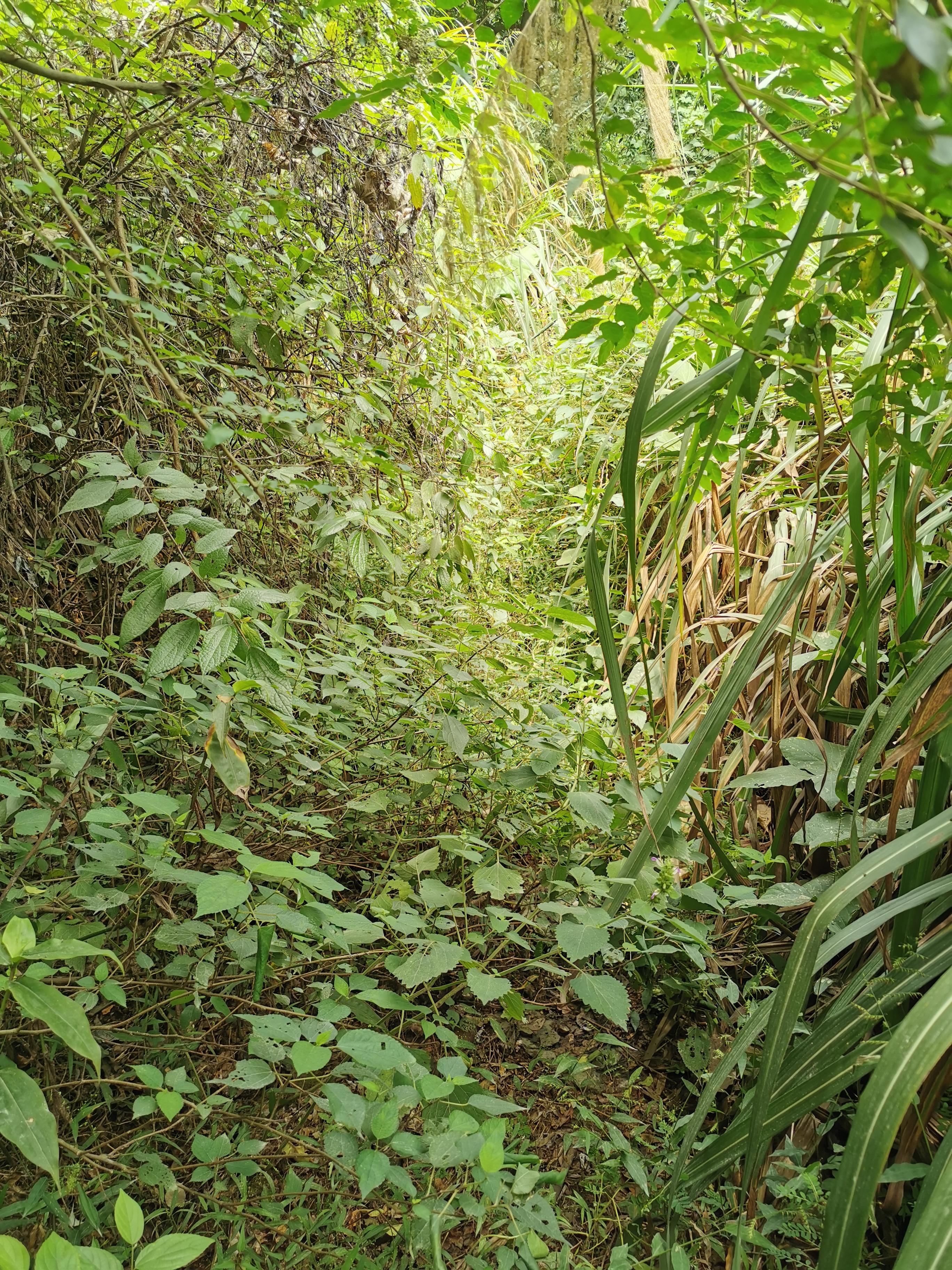 福州周边古道行之：三十六弯—恩顶—竹园岭，偶遇大野猪夹子