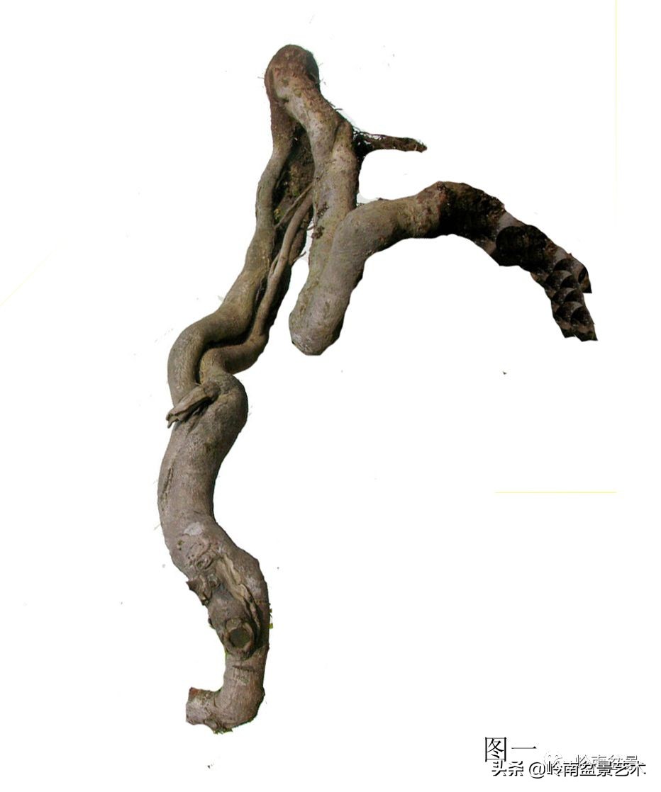 岭南盆景造型技术视频,岭南盆景极品成型图片