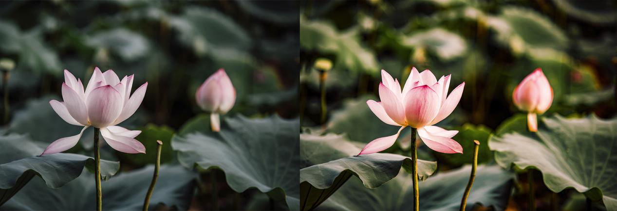 2020最新PS全套自学指南：送你300集课程+素材+笔刷+字体