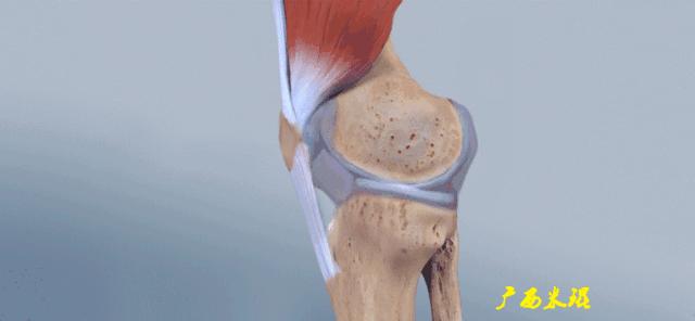 前交叉韧带扭伤最快自愈方法,前交叉韧带损伤膝关节会疼吗