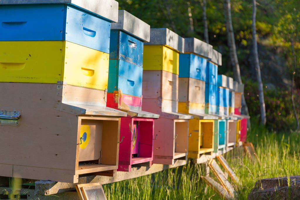 处女蜂王成熟的过程及生产中应注意的问题