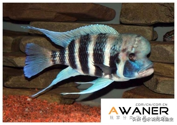 慈鲷种类图片,慈鲷科鱼品种大全