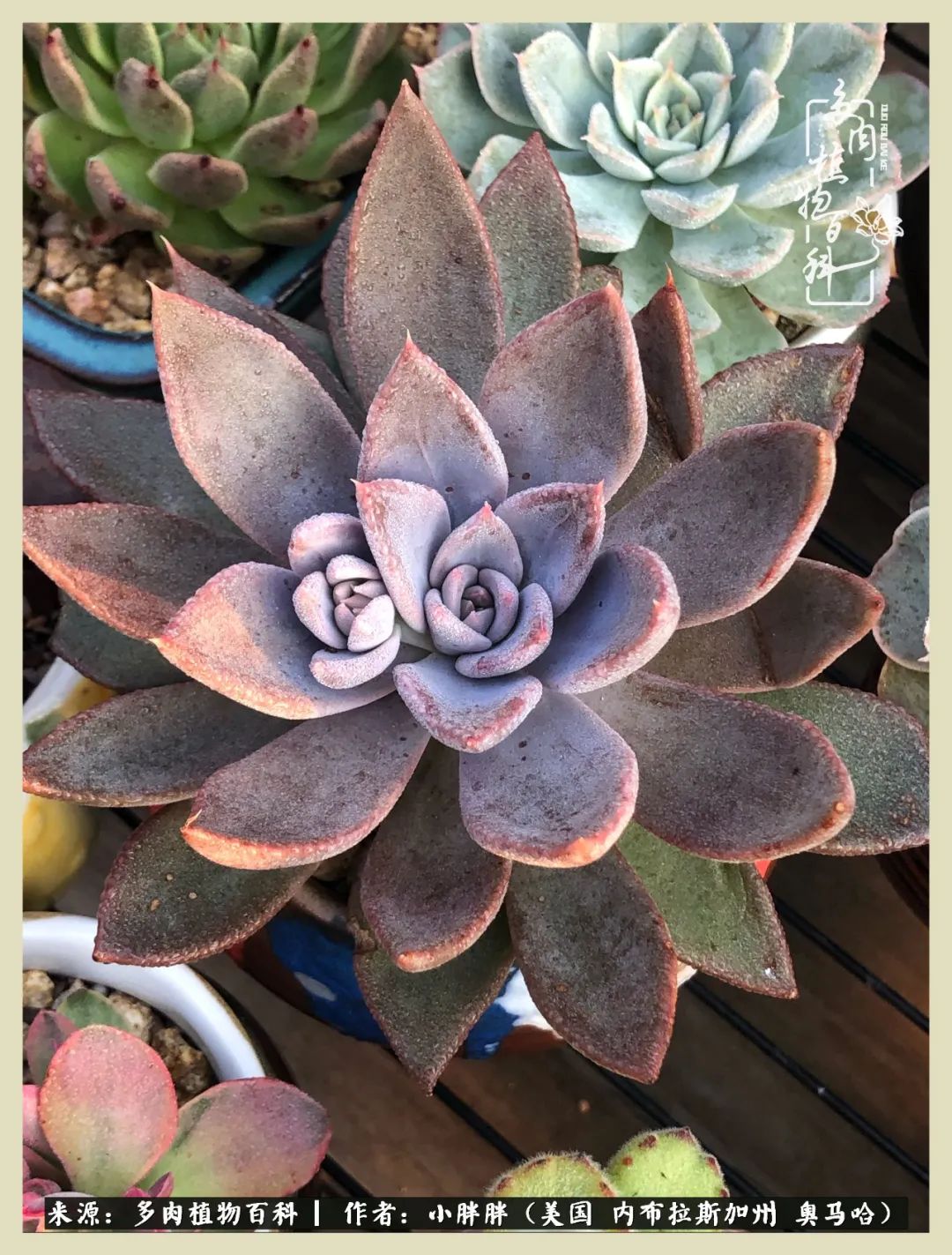 多肉小白入坑攻略,多肉中的鄙视链