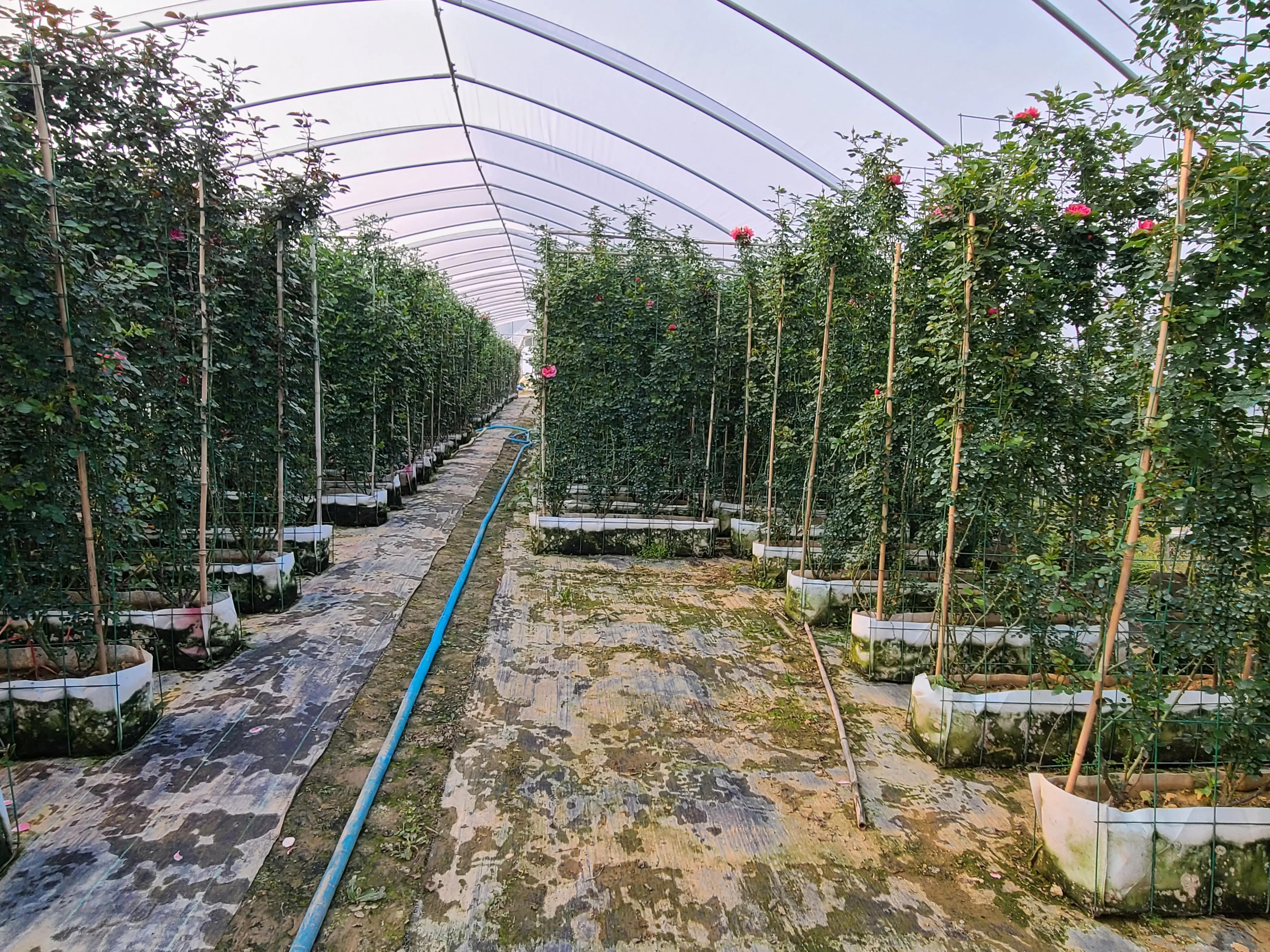月季基地最美,常州最大月季基地