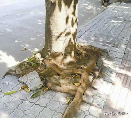 什么树对土壤破坏最严重,哪些植物的根会破坏墙体