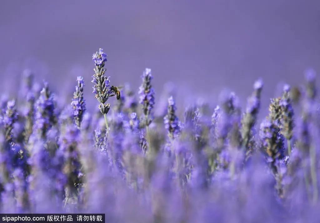 薰衣草花海真是太美了,北京薰衣草花海打卡网红地