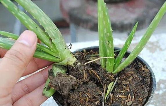 虎皮芦荟侧芽多了怎么移栽,怎样移栽芦荟的侧芽