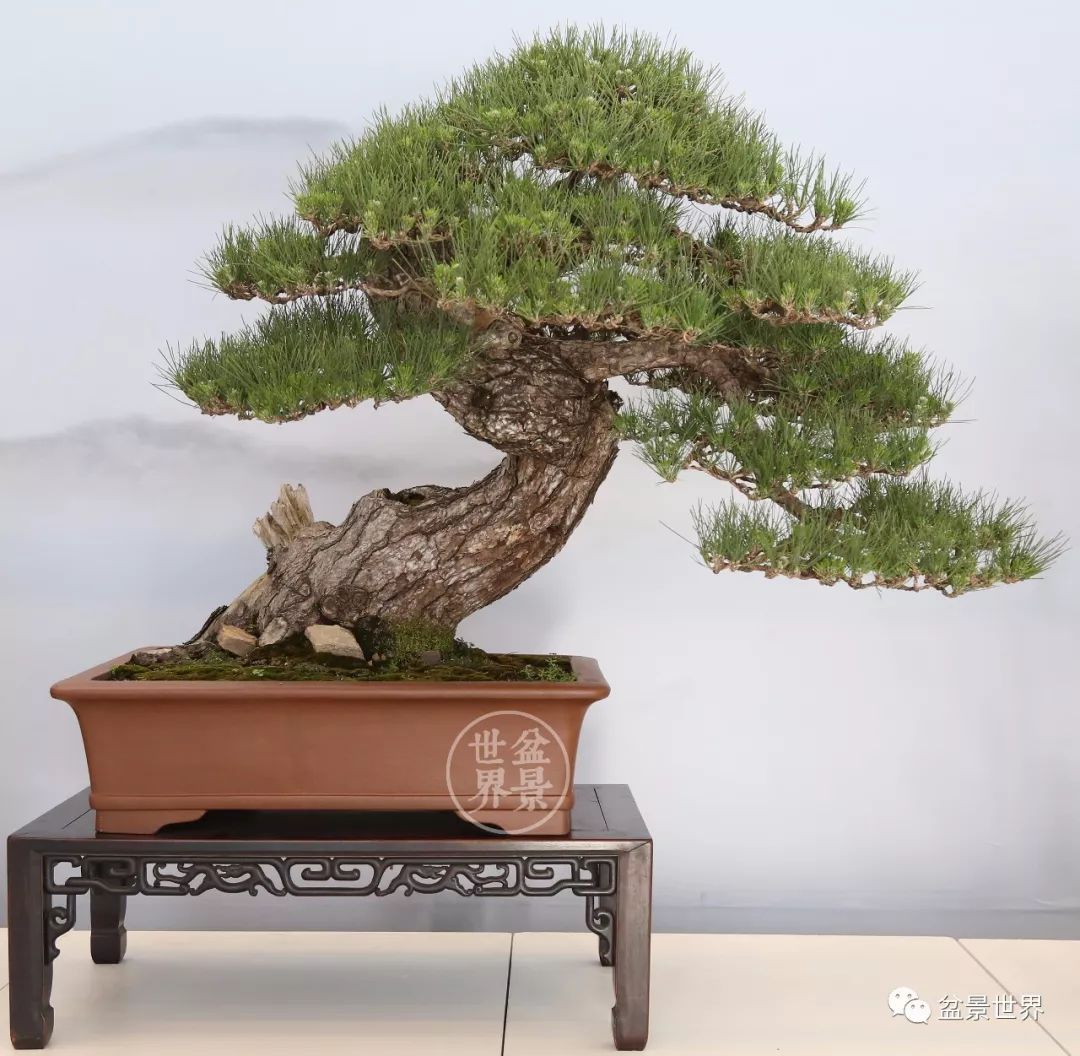 黑松盆景精品图片,黑松盆景精品欣赏