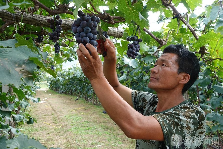 千村示范万村行动调研报告,百城千县万村调研点