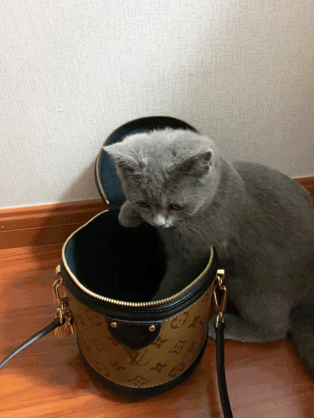 大家的包包和宠物,都太可爱了!