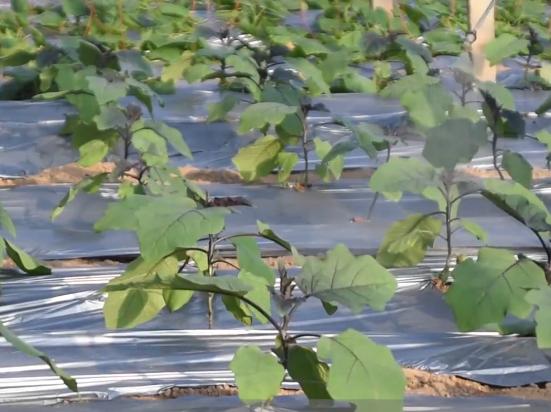 蔬菜的白虱虫用什么药剂,蔬菜白粉虱消灭小窍门视频