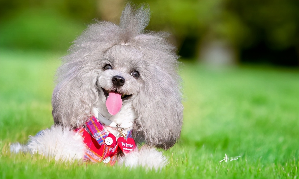 狗狗太胆小怎么办晚上叫不停,怎么纠正狗狗的胆小习惯