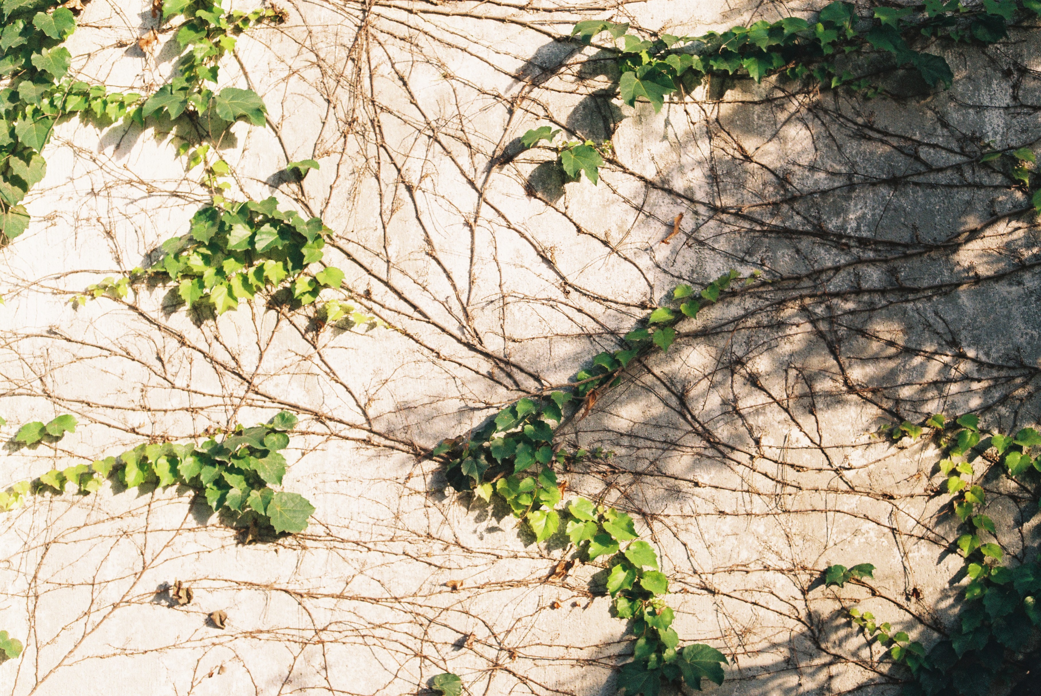 第一次拍了胶片怎么冲洗,坚持胶片拍摄的感受