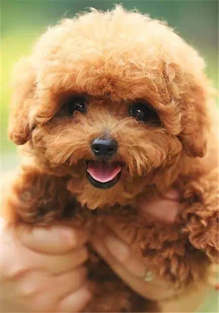 犬类图解,犬类大全100个视频