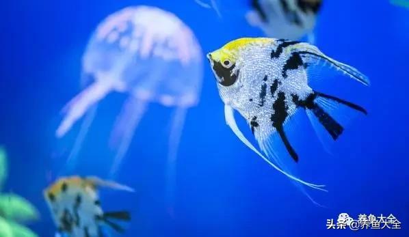 有什么能增加鱼缸里的菌群,鱼缸里面的菌群怎么培养