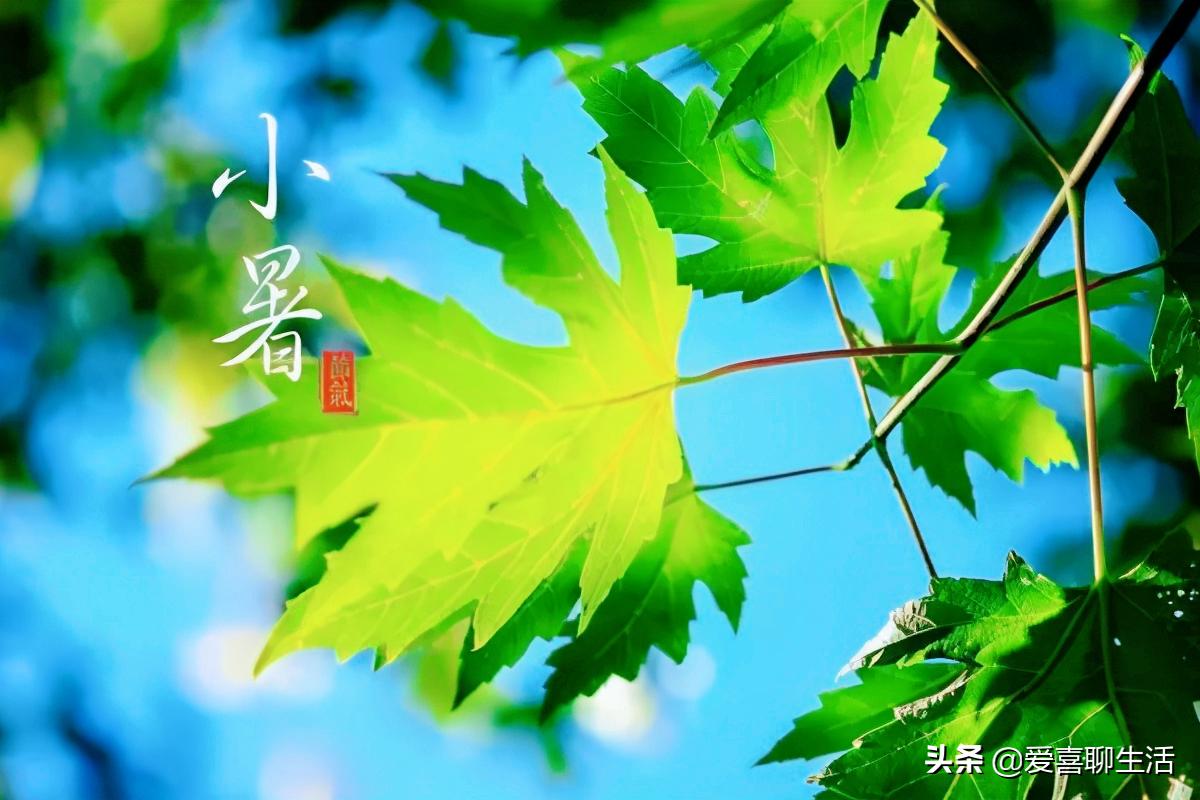 今日小暑吃什么食谱,三伏天饮食菜单推荐8道蔬食