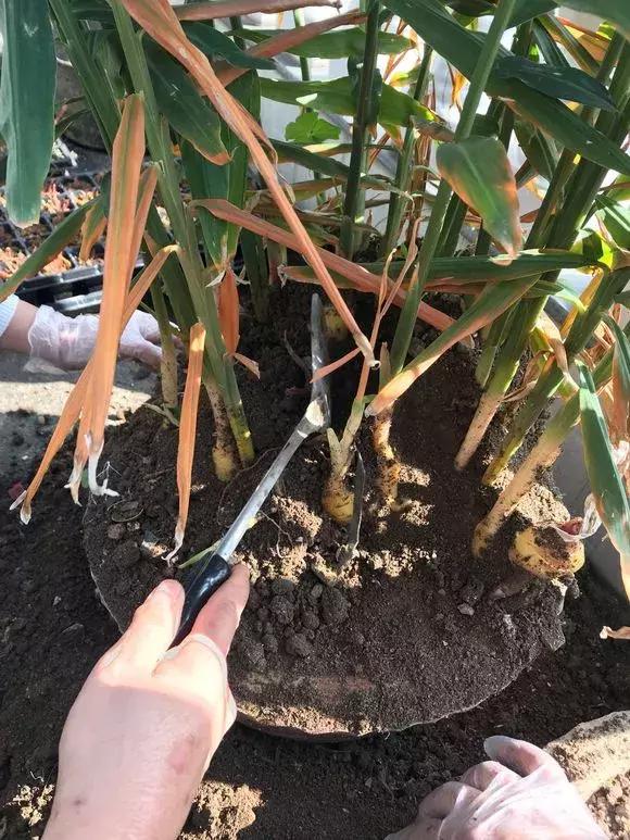 生姜入窖不到一月发芽怎么处理,生姜发芽了放土里面还能结果吗