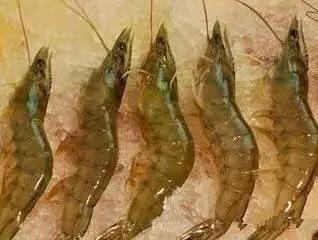 开海什么海鲜最好,开海季肥美海鲜