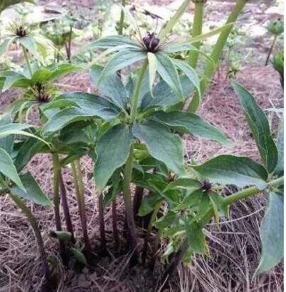 重楼中药材种植业前景分析,种重楼药材的前景如何