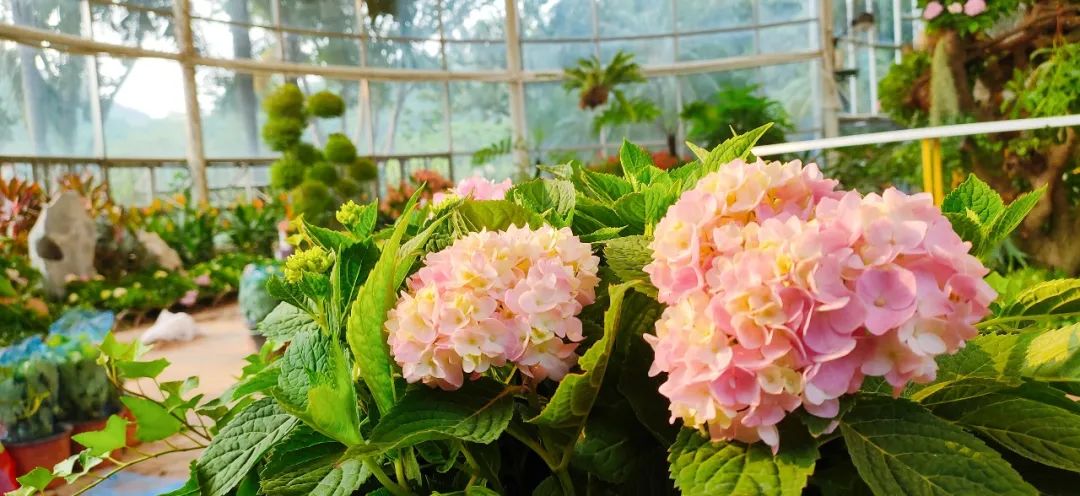 广州花海最新视频,广州花海大片蔚为壮观