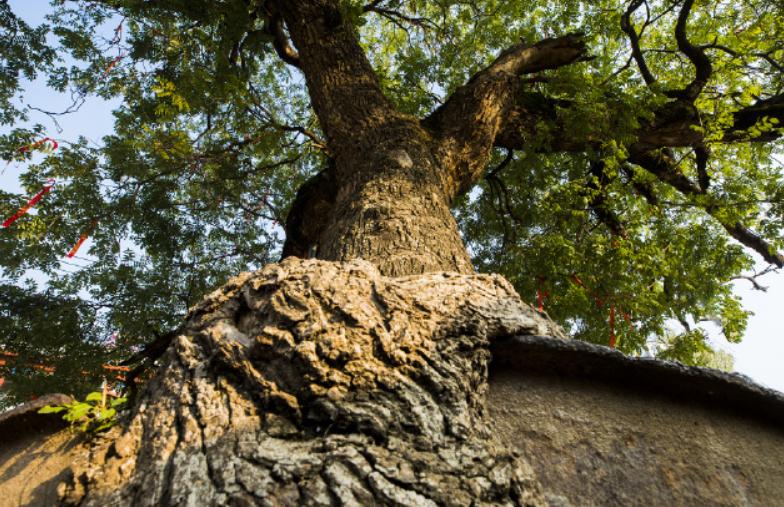 白云禅寺中有许多宝贝,为何最重要的宝贝,竟是“铁锅”槐?