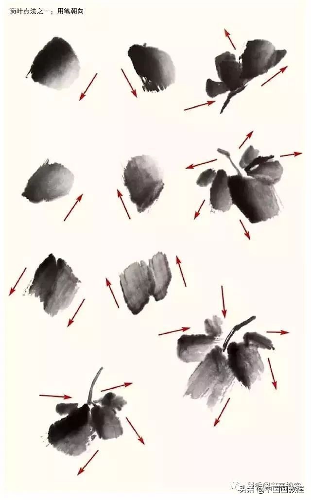 菊花花头花苞画法,菊花花头的画法步骤图片