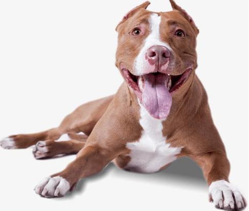 怎样纠正狗狗不吃狗粮的坏毛病,盘点狗狗护食的纠正大法