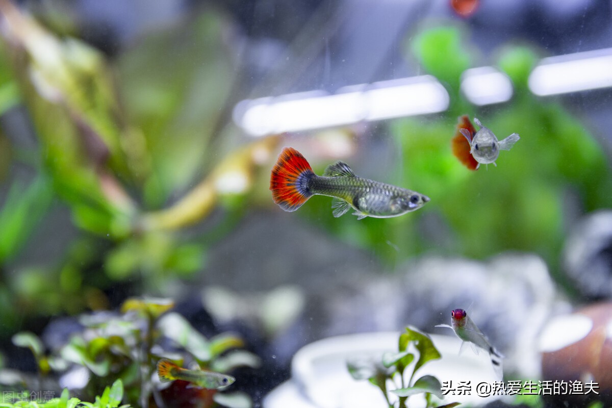 家里养的鱼蹭缸怎么办？