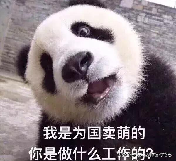 大熊猫根管治疗,戴牙冠真的能保护好正常基牙吗