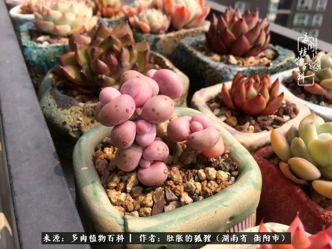 多肉用大盆养好还是用小盆养,多肉用石子养好还是用土养好