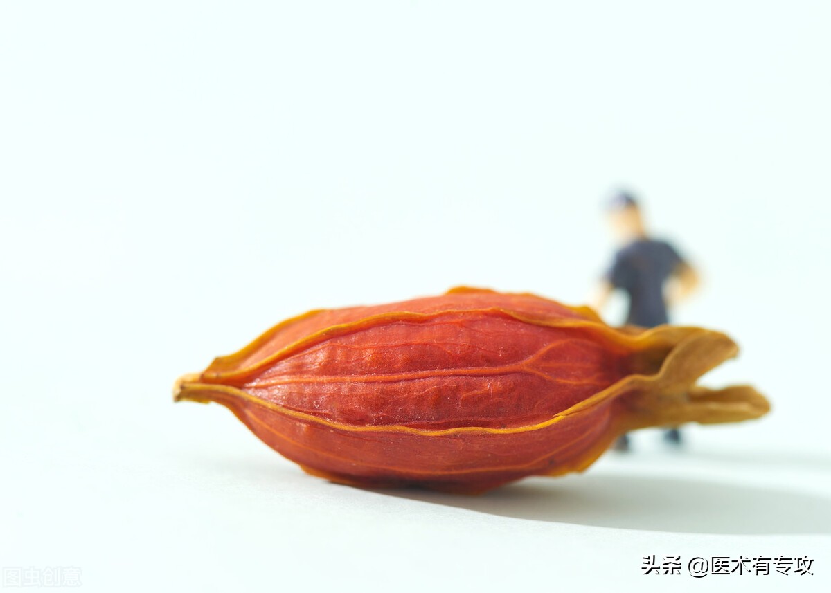 每天认识一味中药栀子,每天一味中药栀子