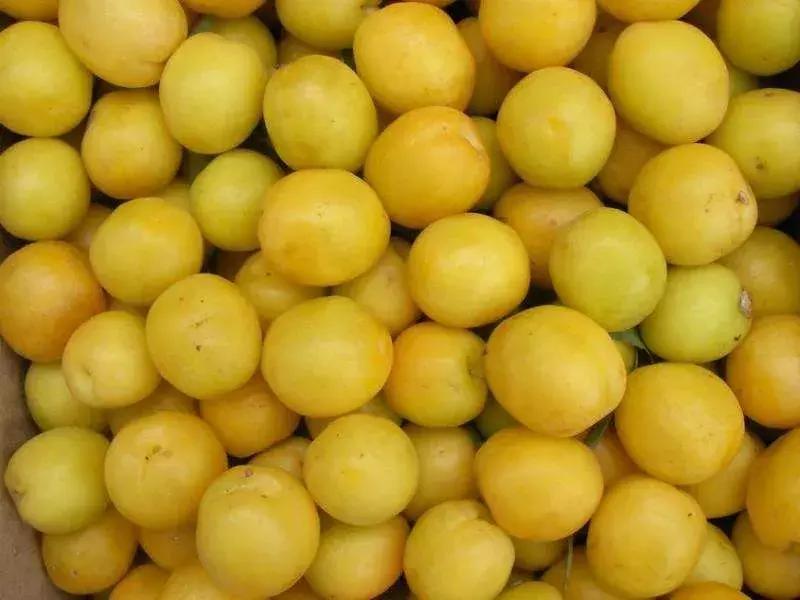 杏是一种什么水果,杏是热带水果么