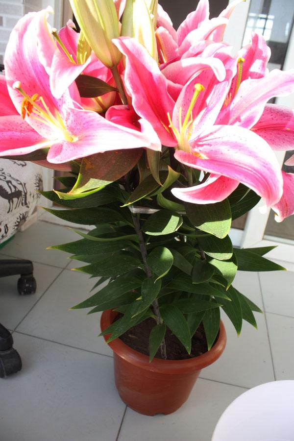 2种花，它俩是毒花，扔掉为宜