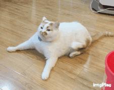 猫咪不出门需要驱虫吗,不出门的猫咪还用驱虫吗