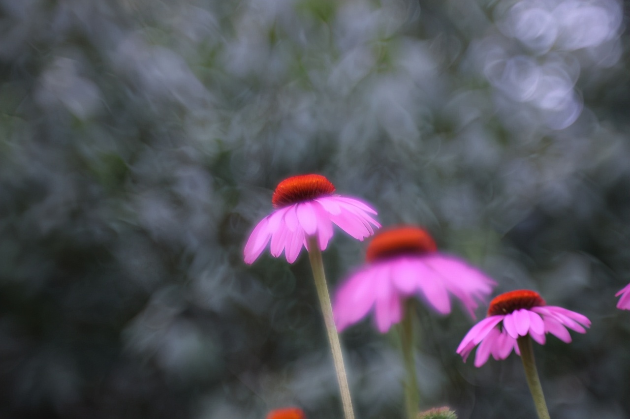 佳能最值得买的三个镜头,佳能全画幅无反推荐