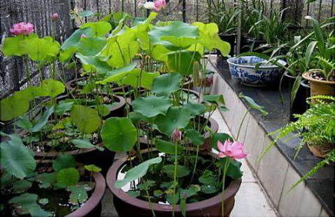 这几种草养在家里比花还漂亮,什么草当盆栽好看好养又好养