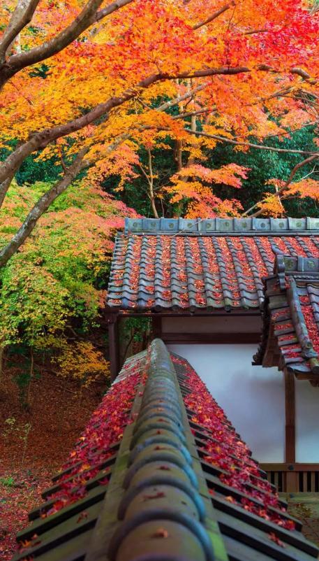 秋词哪句诗句是描写秋景的,欣赏古诗词秋词