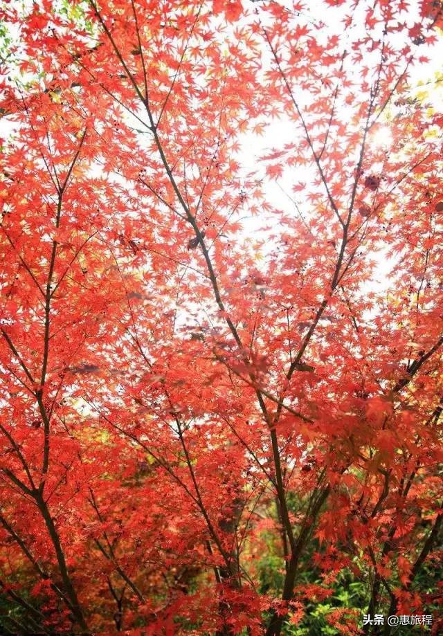 成都红枫打卡地,川西红枫岭团购
