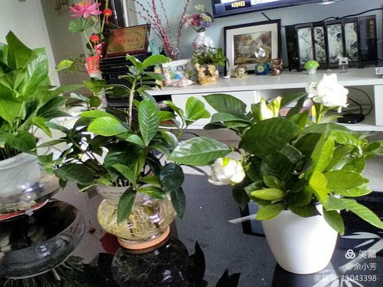 栀子花开歌曲歌词,栀子花开歌曲完整版